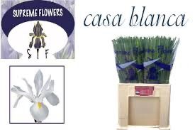 Iris Casablanca