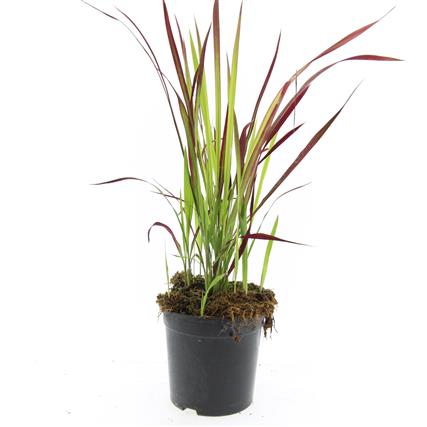 Picture of Imperata cylindrica Red Baron P14