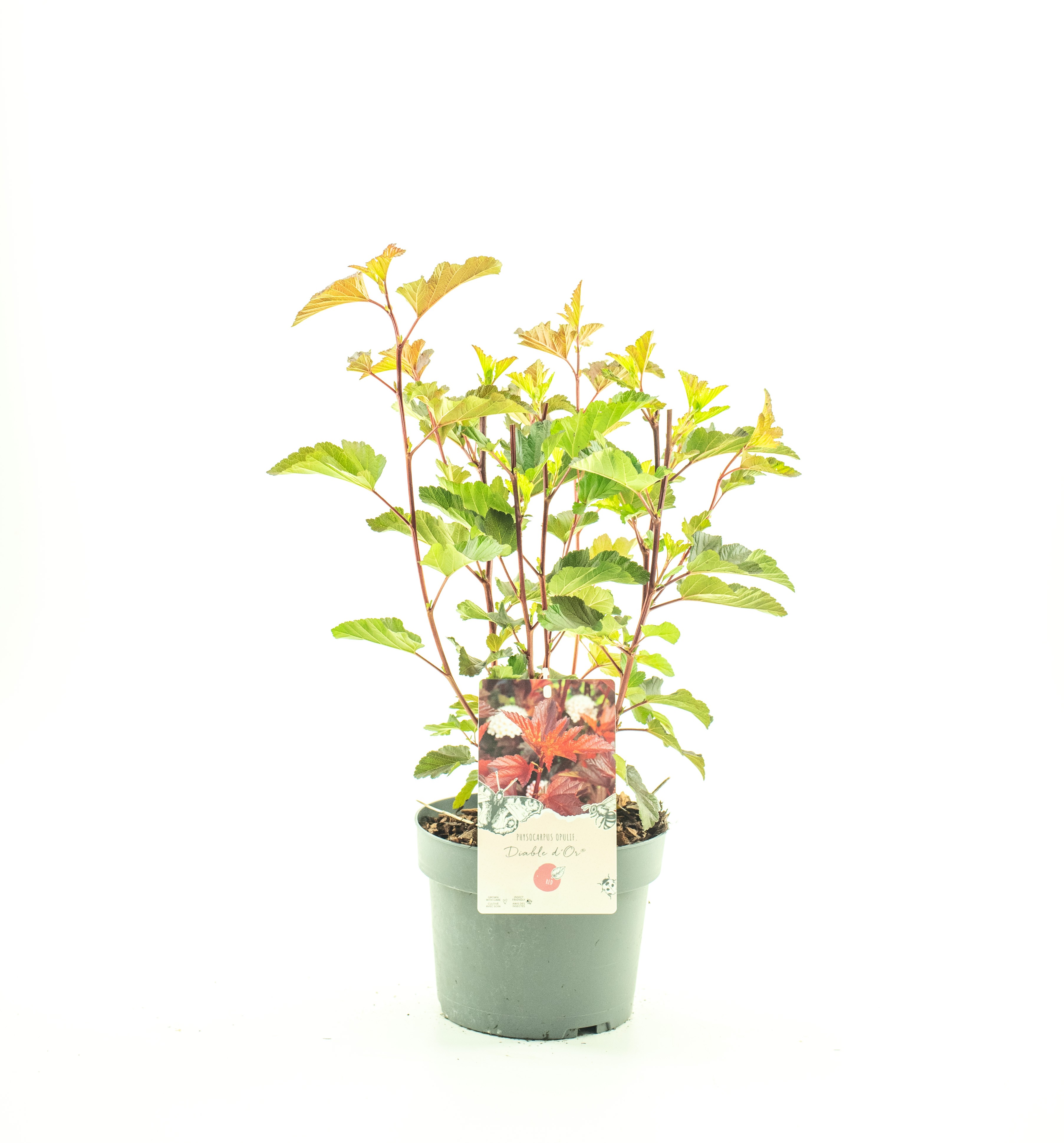 Picture of Physocarpus op. 'Diable dÓr