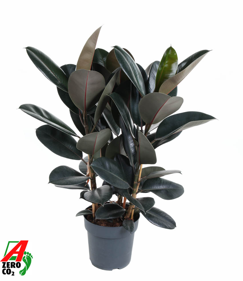 Picture of Ficus Elastica Abidjan 3PP P27 110cm (LOOSE)