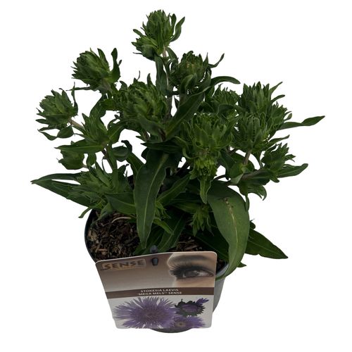 Stokesia laevis 'Mega Mels'® sense p19 Asrra