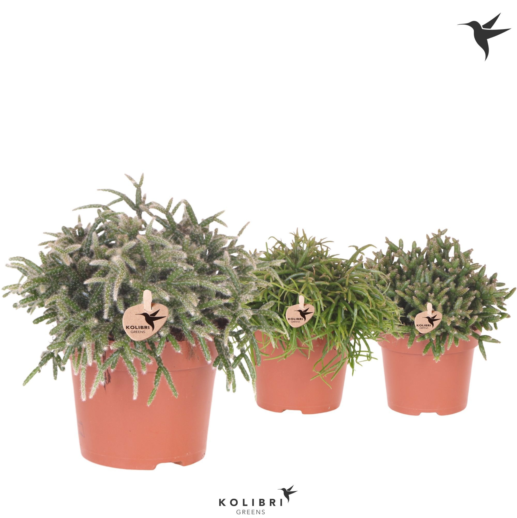Rhipsalis Kolibri Greens Rhipsalis mix