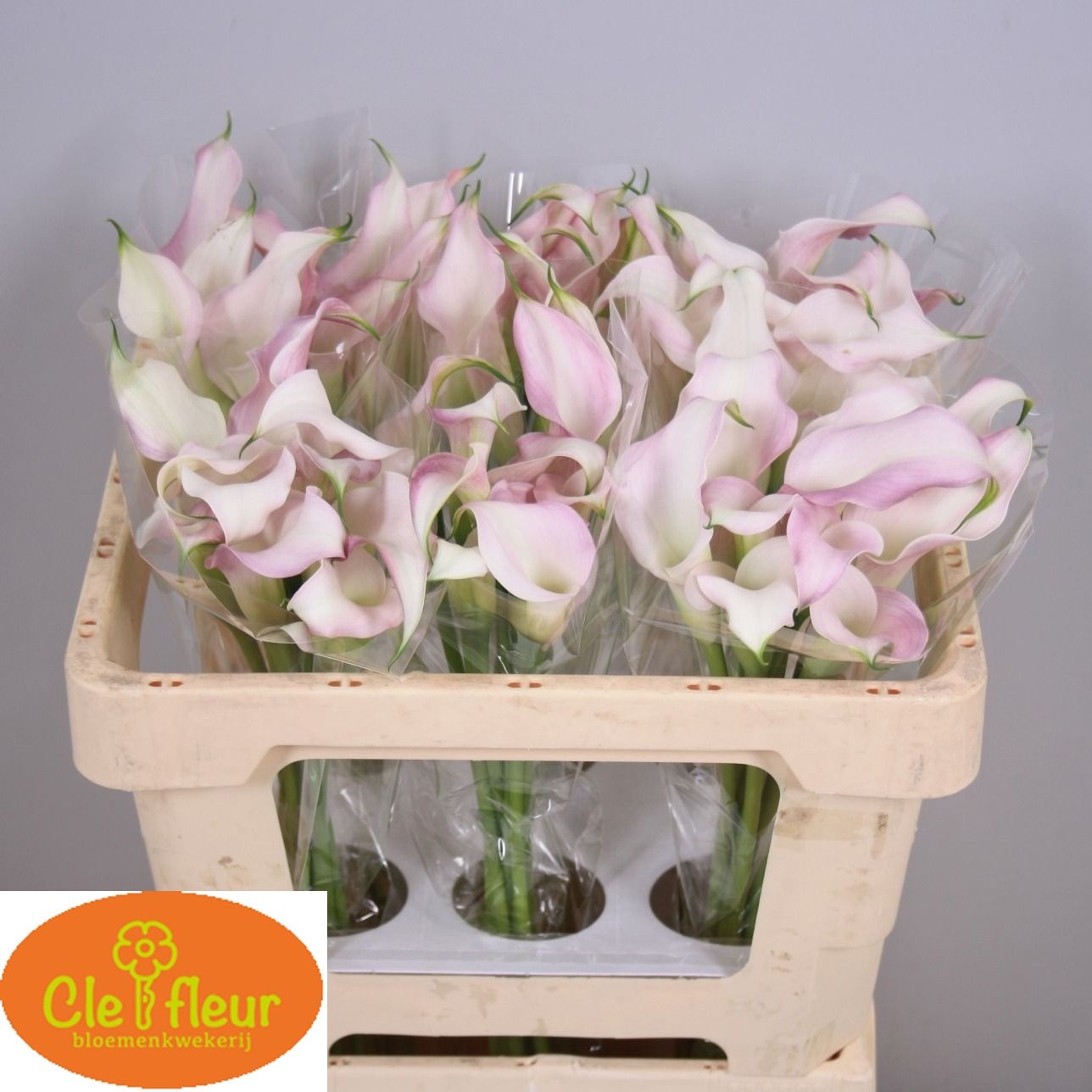 Calla Nashville 50cm