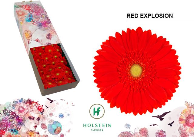 Gerbera Red Explosion