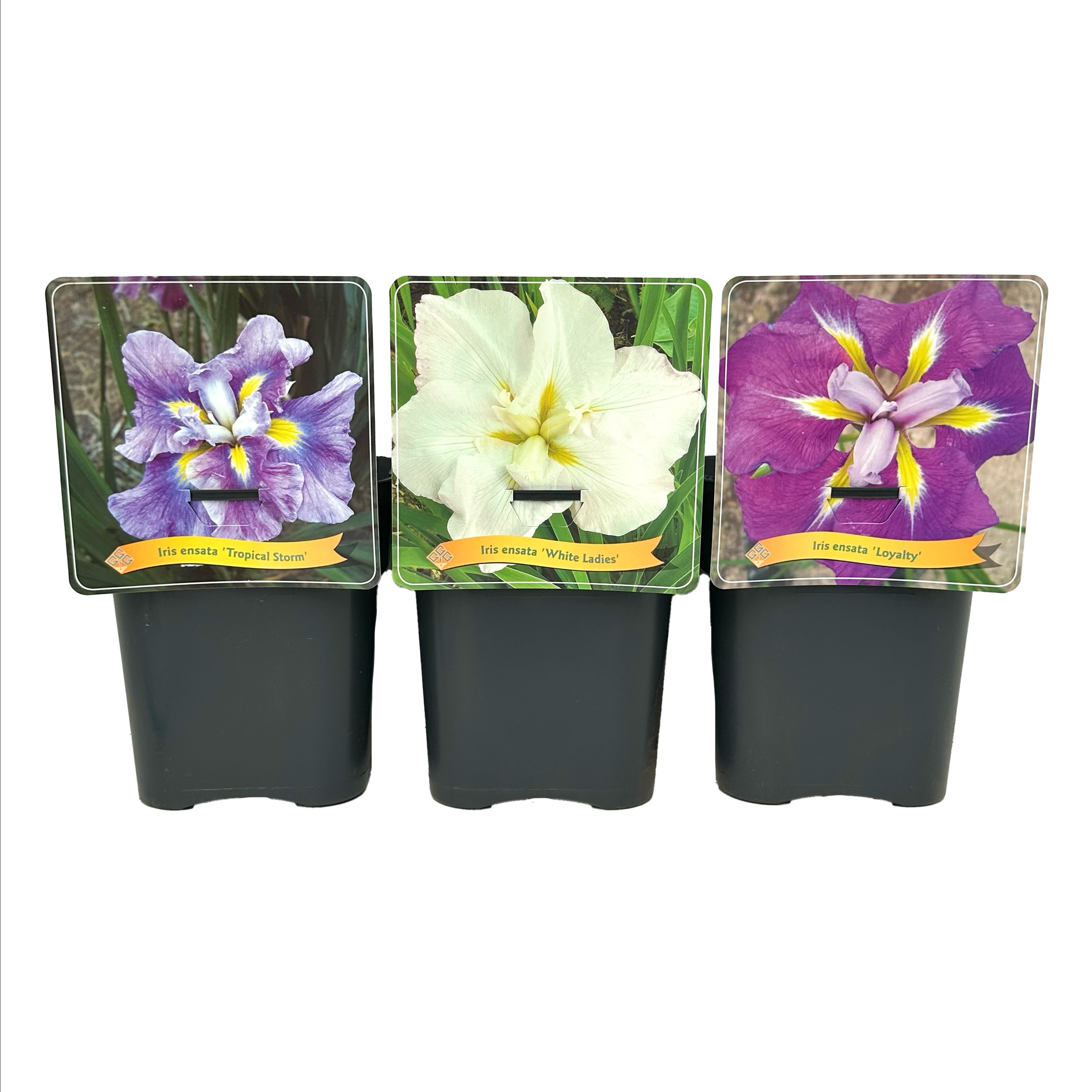 Iris ensata mix laag