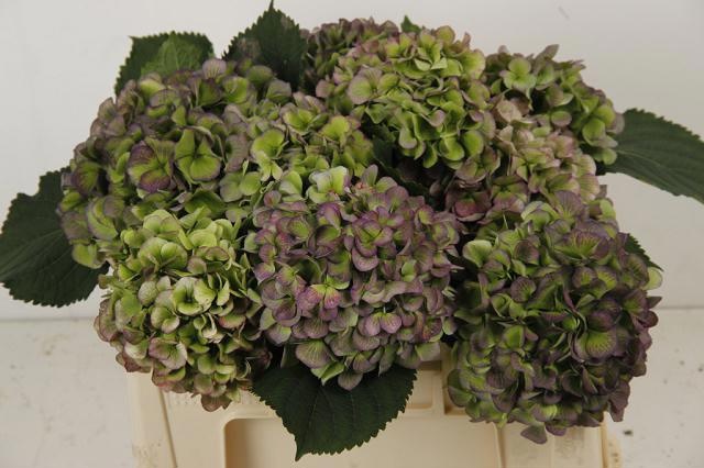 Hydrangea Verena Classic Blue 50cm 16Ø