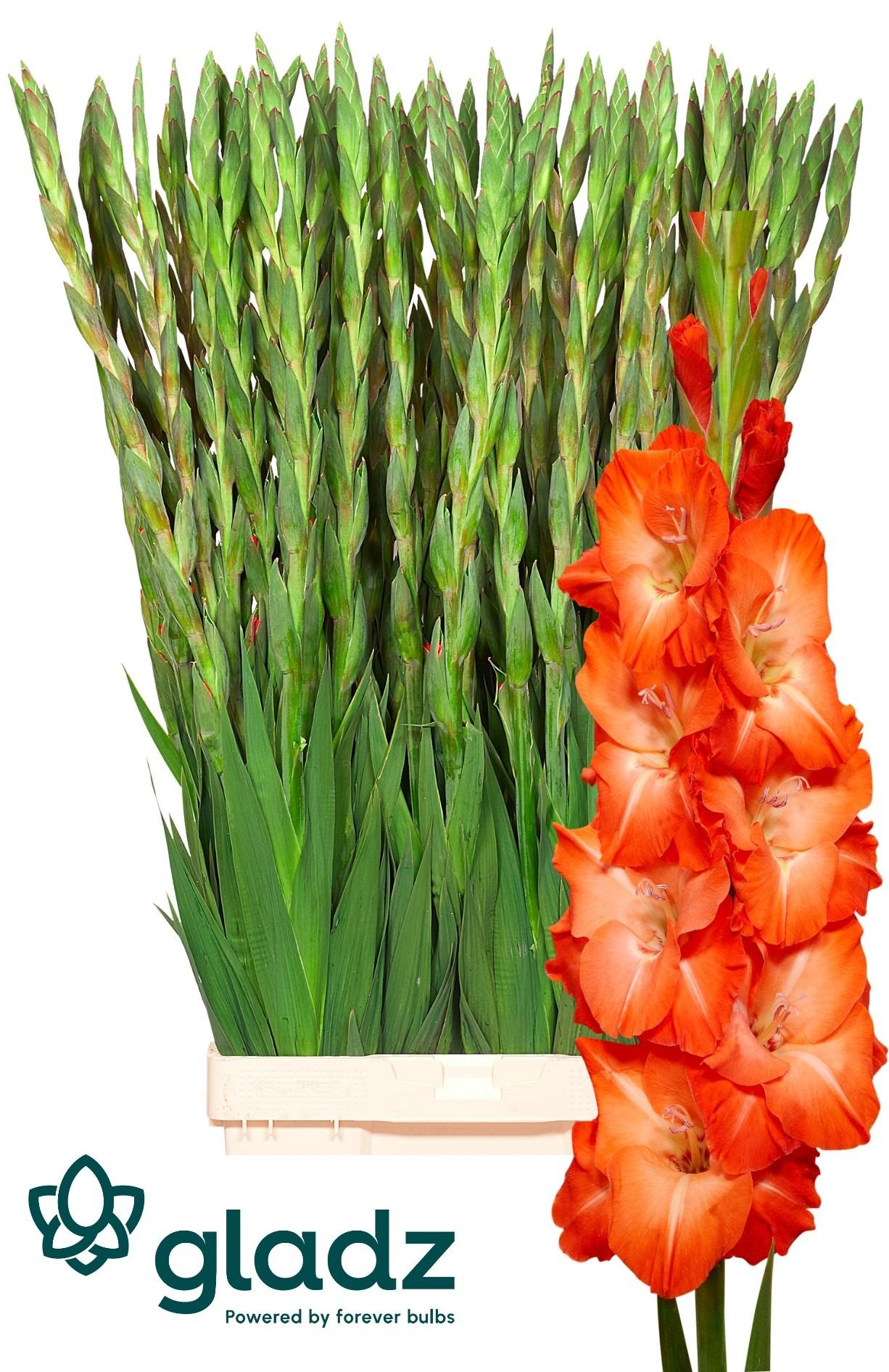 Gladiolus Stormy 130cm 230gram