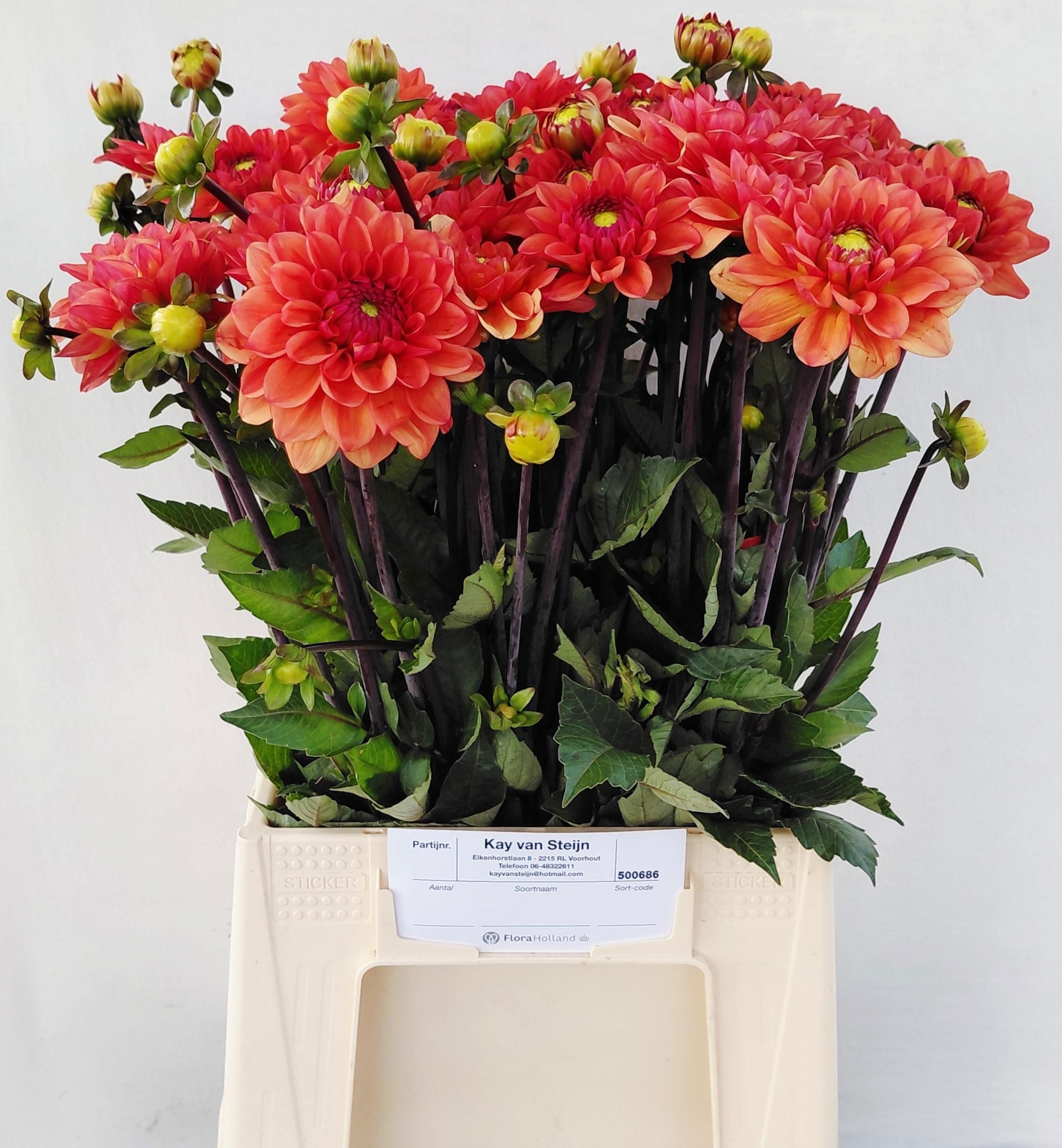 Dahlia 50cm