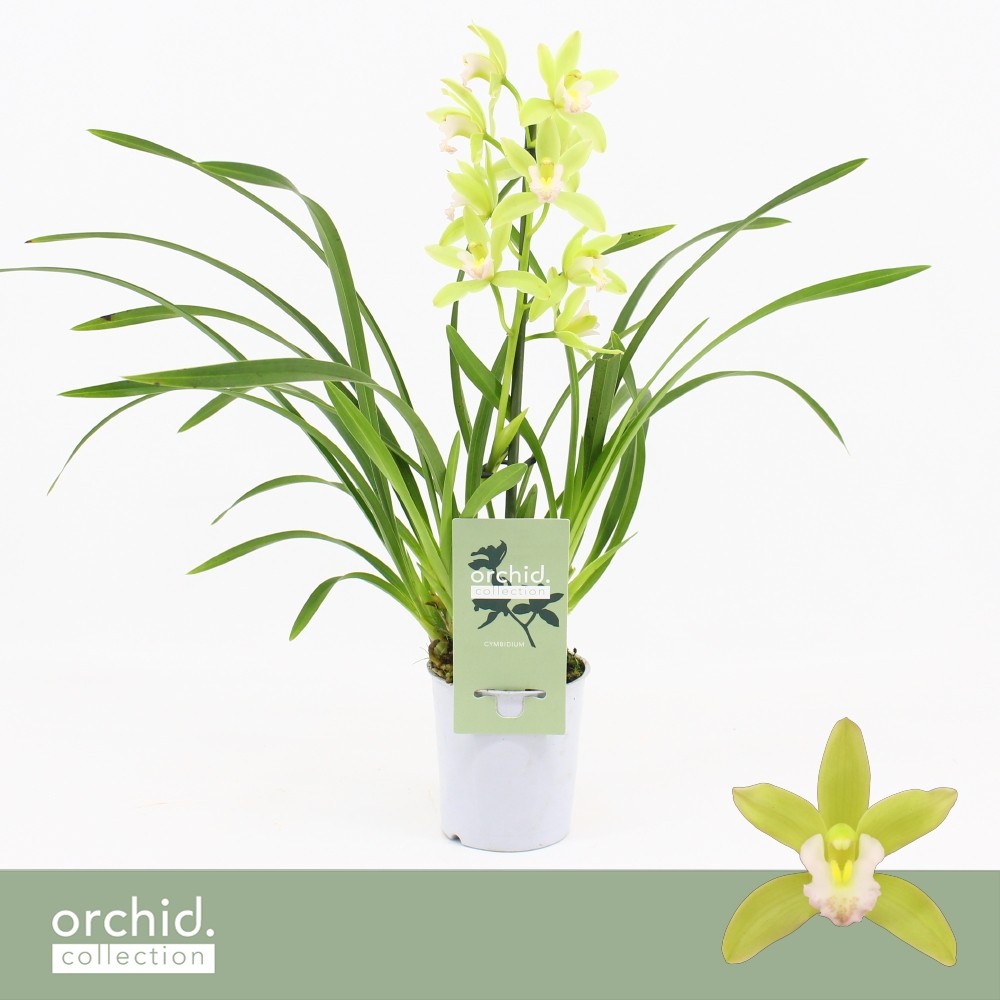 Picture of Cymbidium hybrid Mint Source 1-Spike Orchid Collection P9 40CM