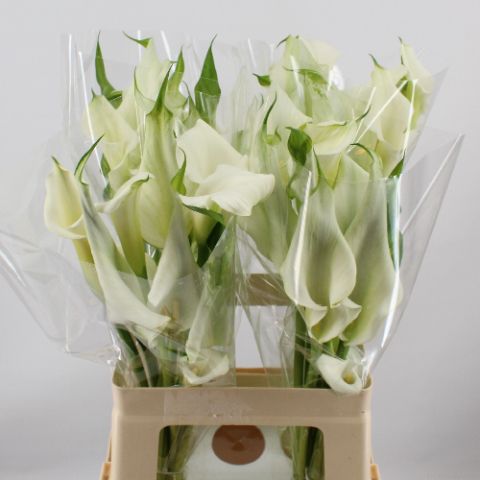 Calla Crystal Blush 60cm