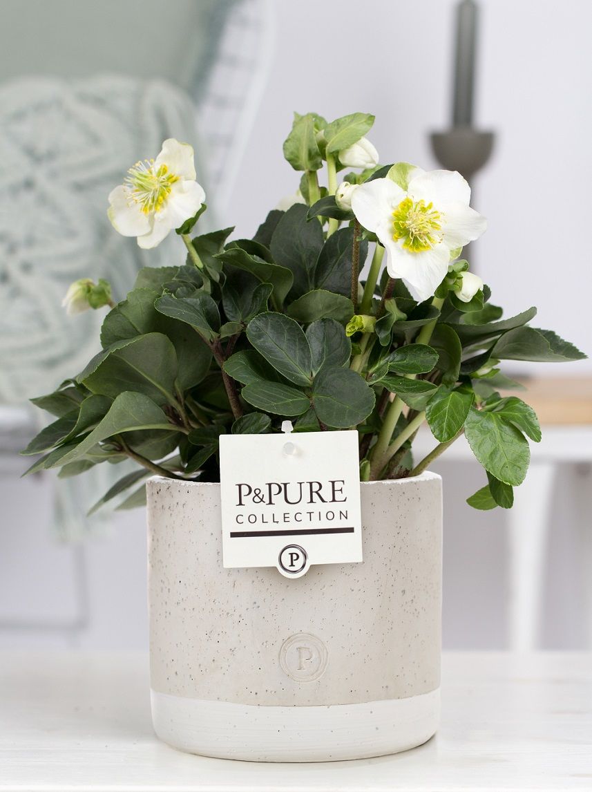 1st Class Helleborus "xmas C." In P&pure Jade Cera