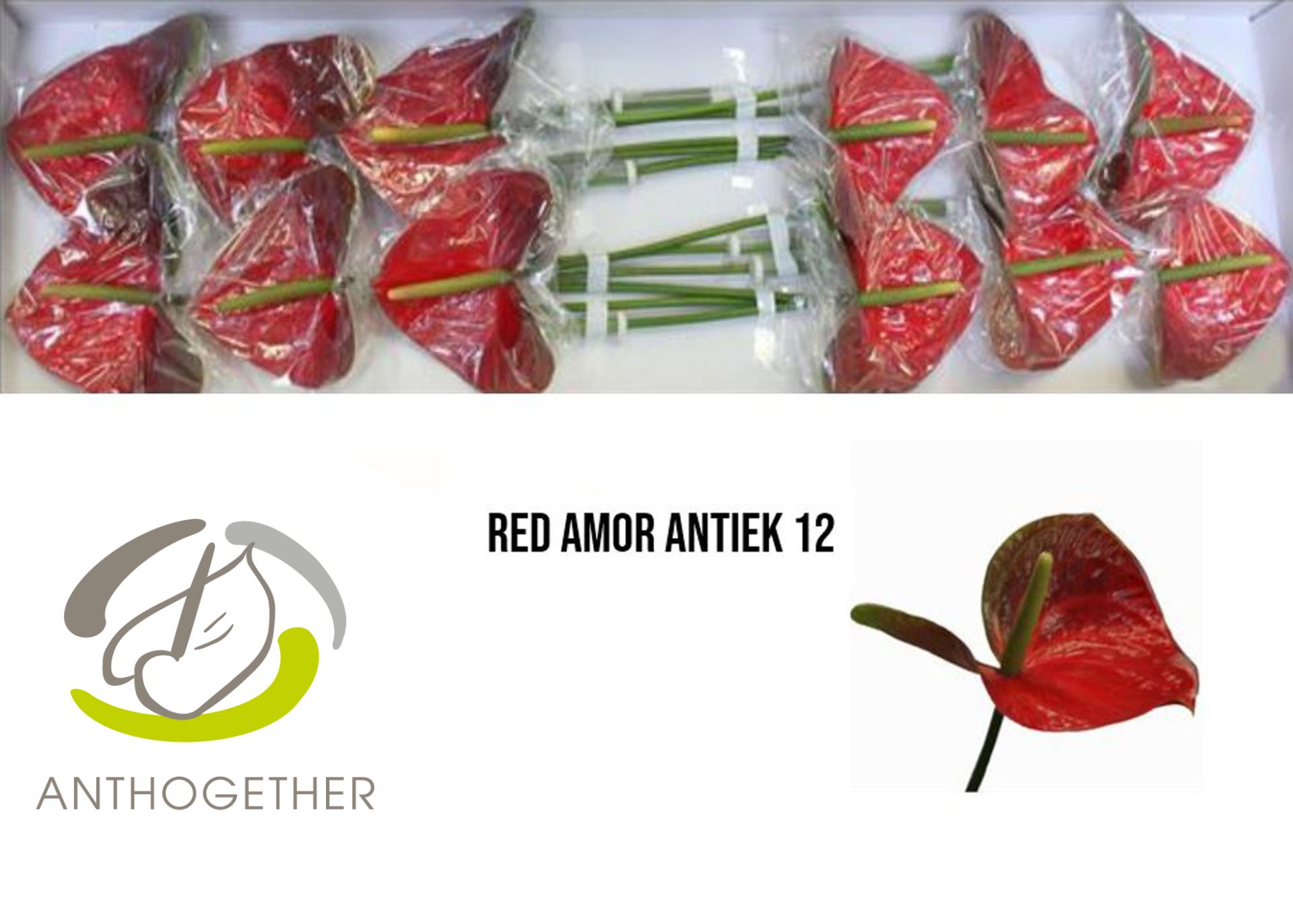 Anthurium Red Amor 13Ø