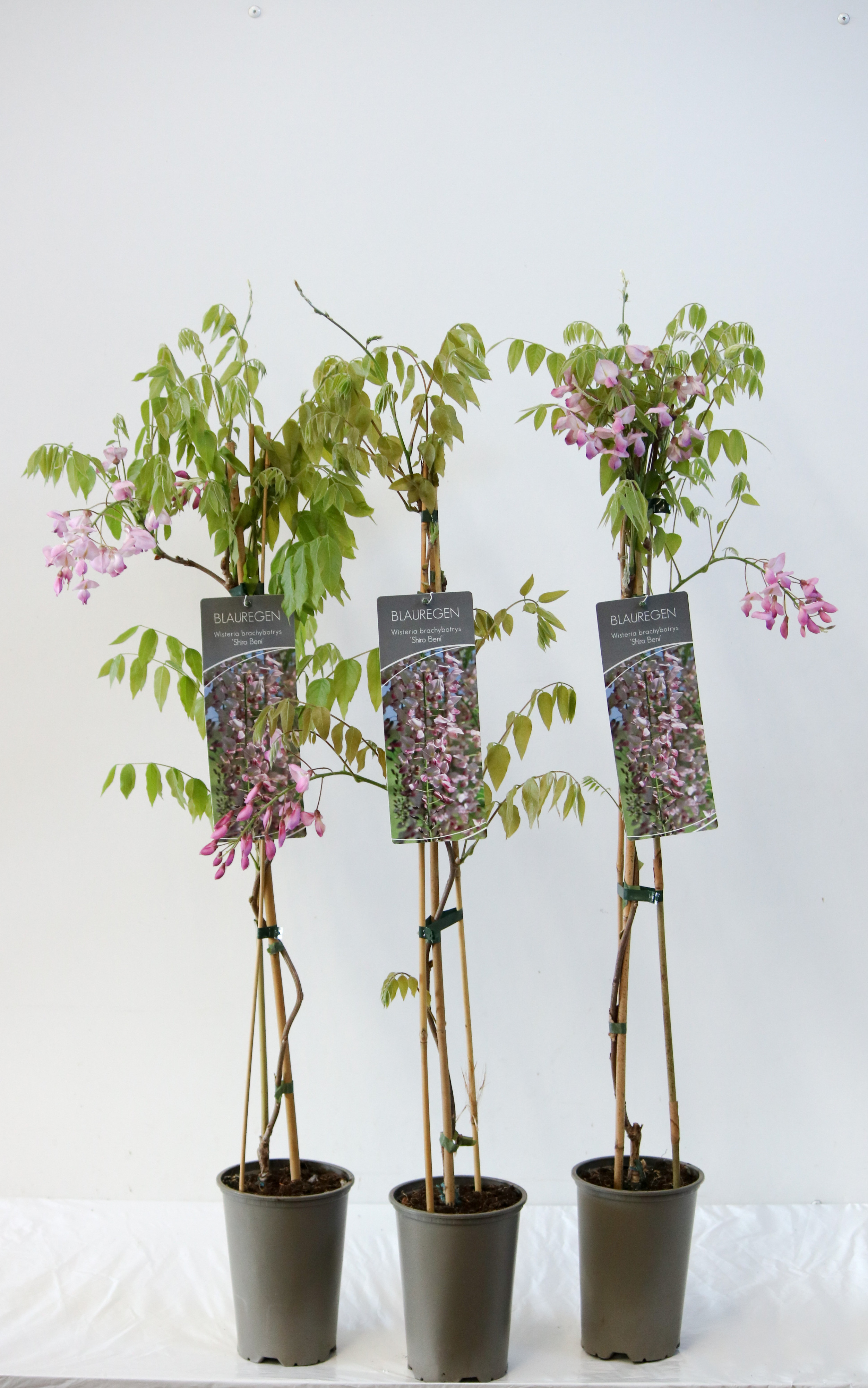 Wisteria brachybotrys 'Shiro-Beni'