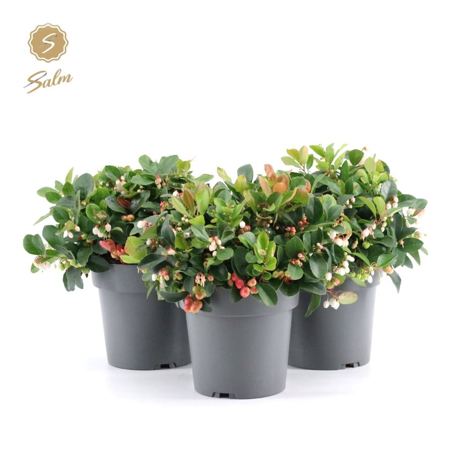 Picture of Gaultheria pr. Big Berry P15