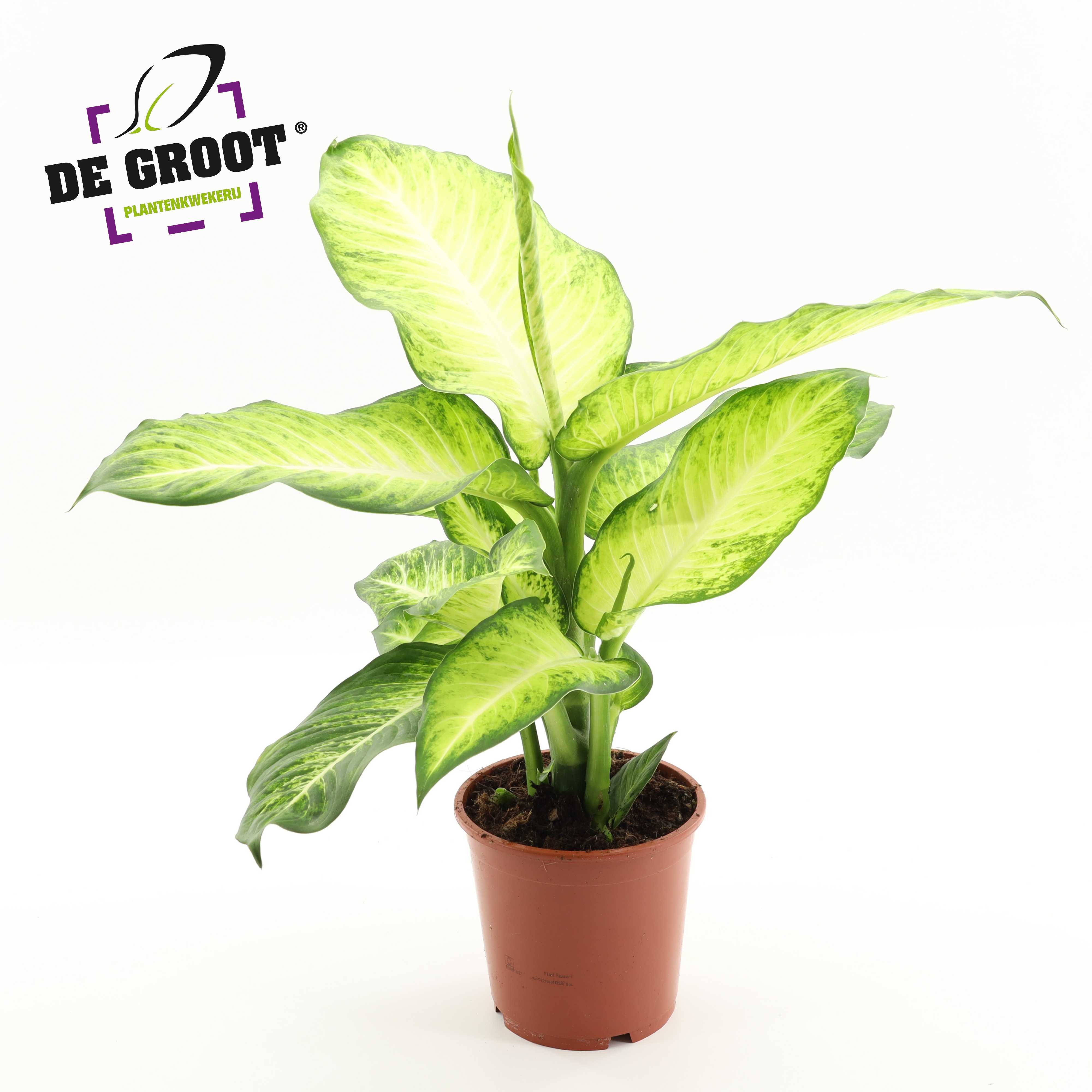 Dieffenbachia 'bravo'