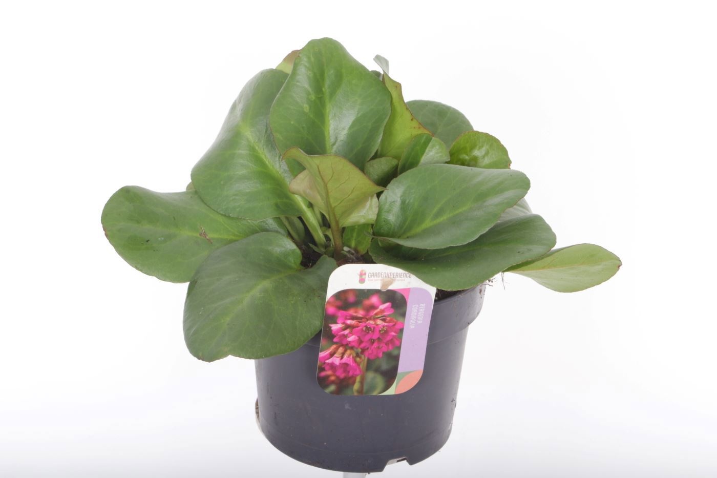 Bergenia cordifolia 'Eroica'
