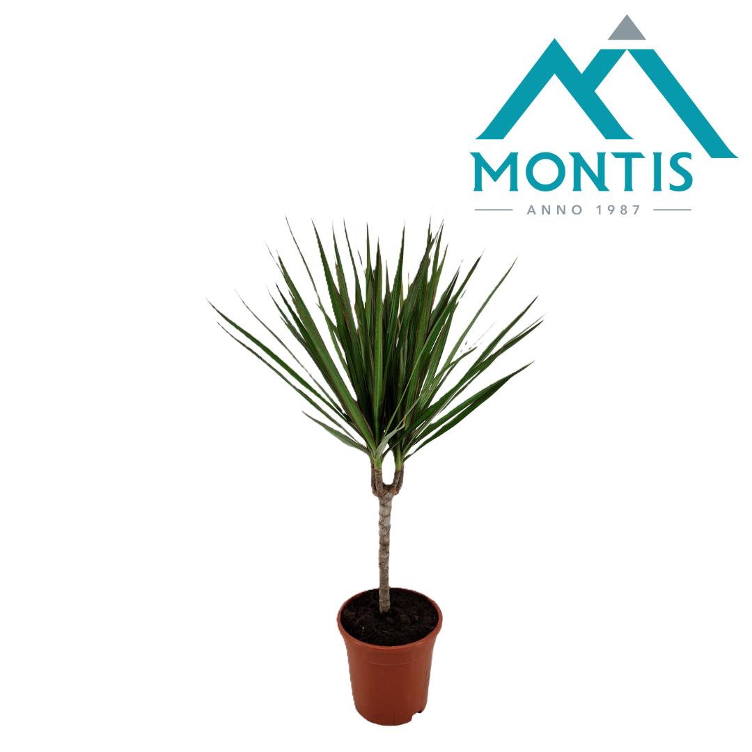 Picture of Dracaena marginata P17 (2 Ltr) 55CM