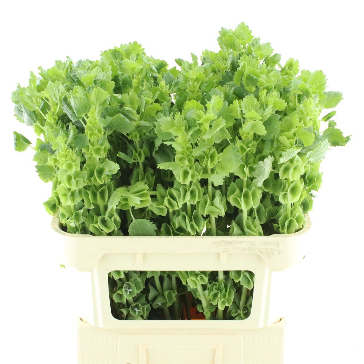 Moluccella Stuk