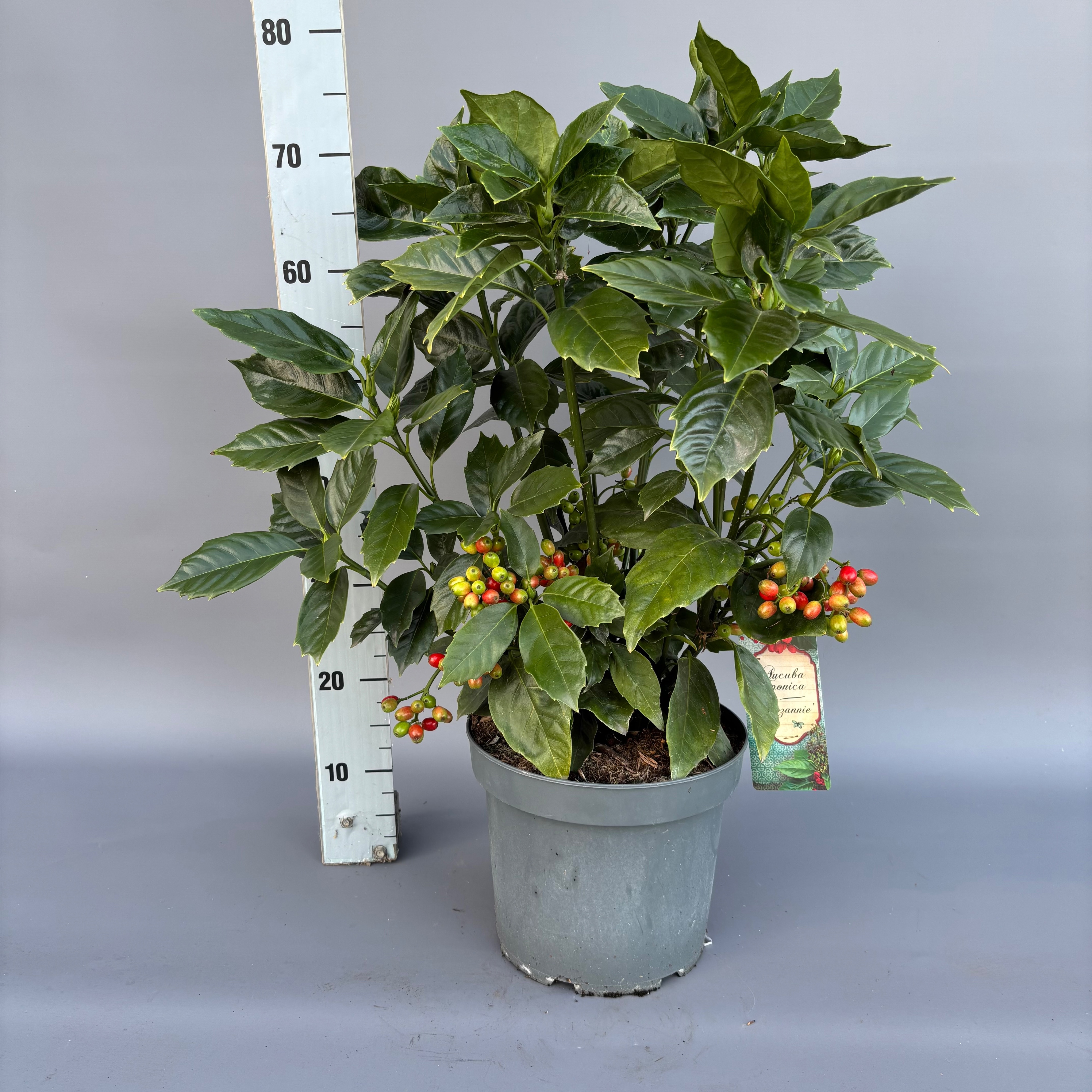 Aucuba japonica 'Rozannie'