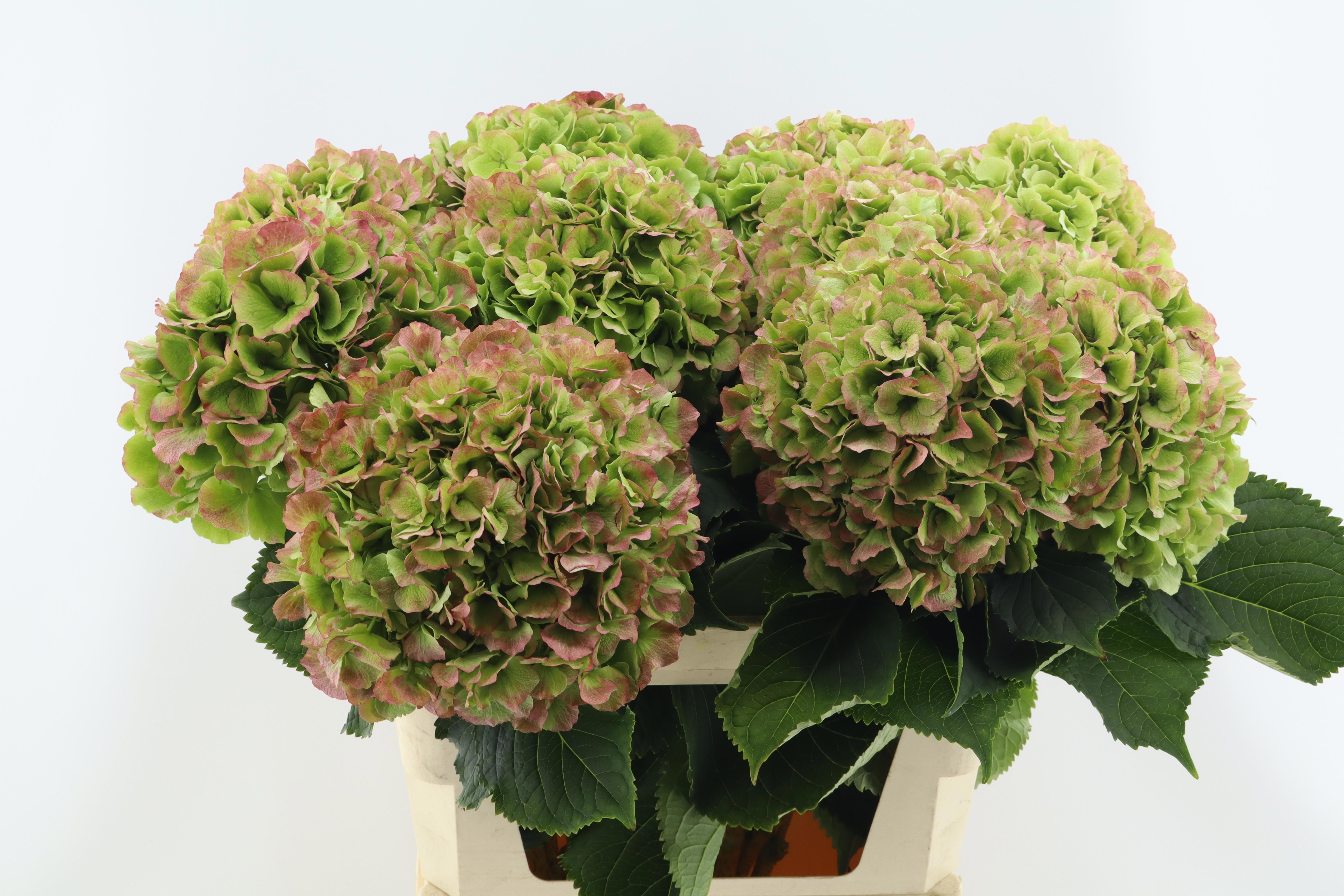 Hydrangea Verena Classic Red Green 60cm 20Ø