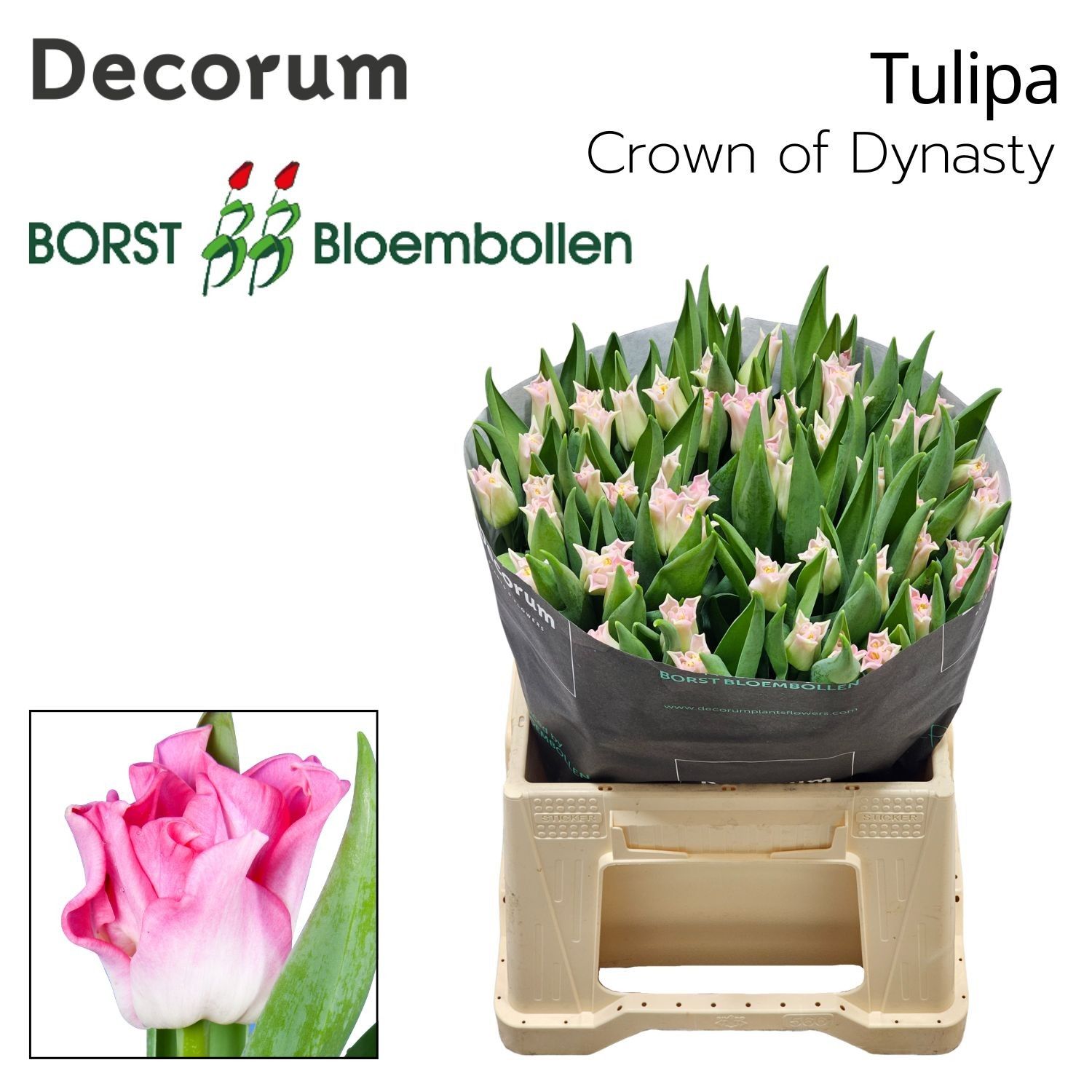 Tu En Crown Dynasty