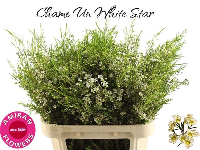 Chamelaucium White Star 80cm 50gram