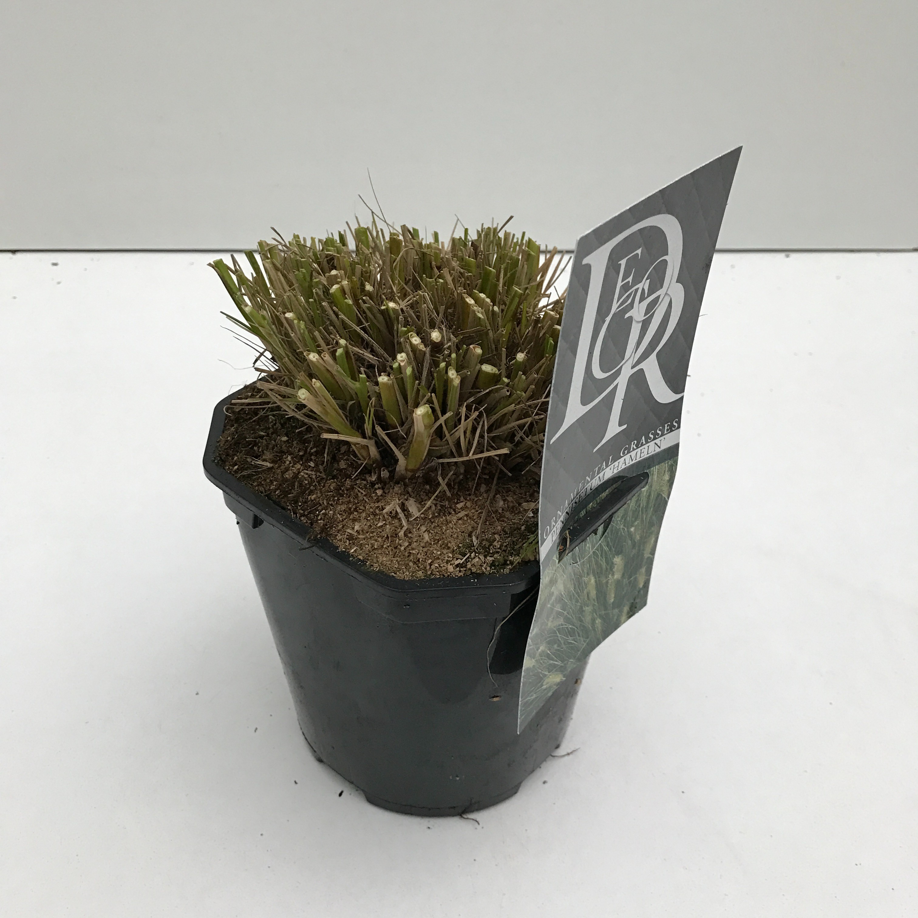 Picture of Pennisetum Hameln P17 (2 Ltr) Square