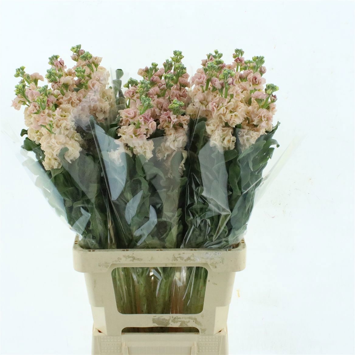 Matthiola Iron Apricot 70cm