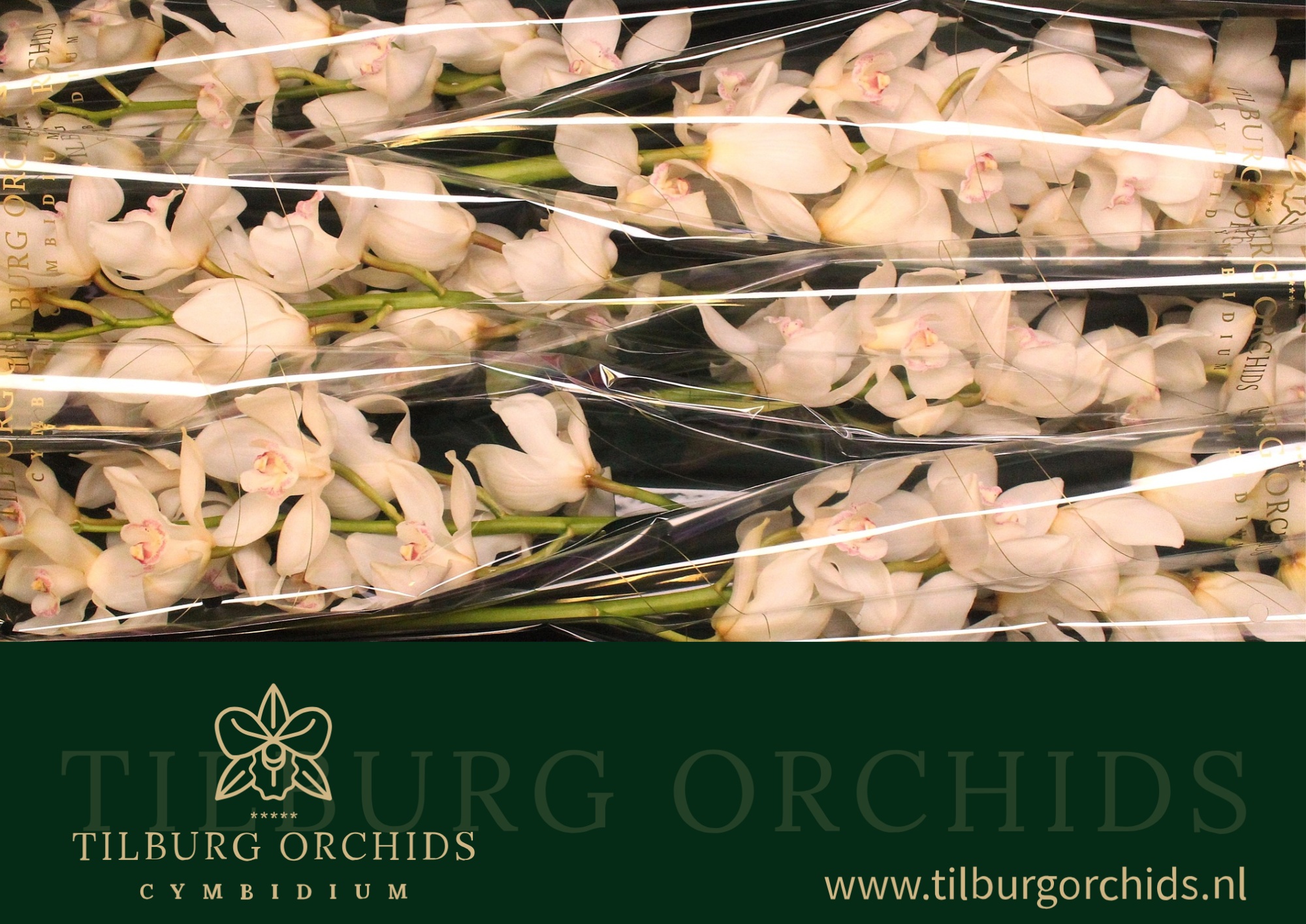 Cymbidium Antonella 12/15bl