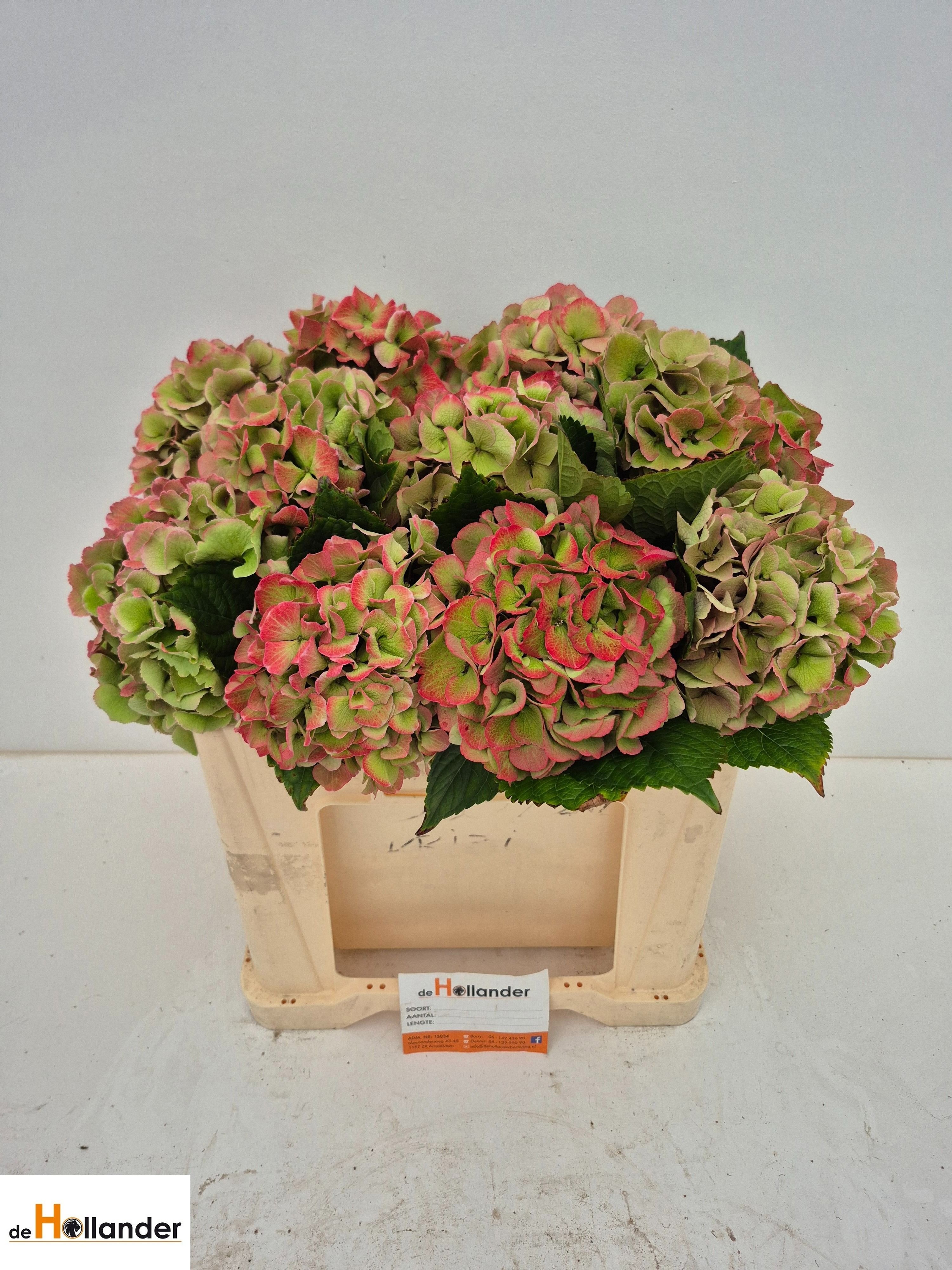 Hydr M Royal Love Cl 50cm 17Ø