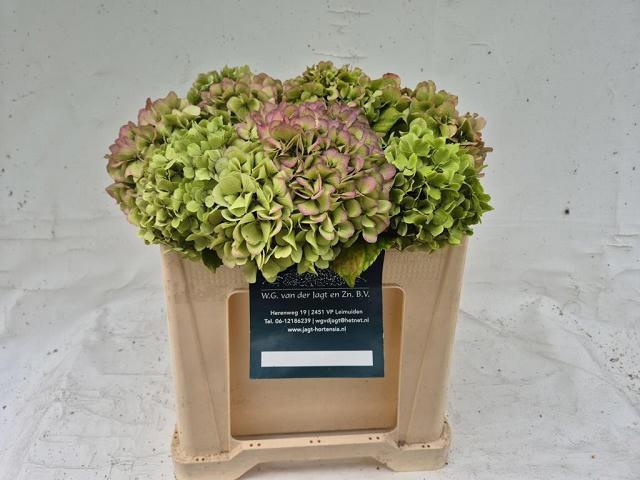 Hydrangea Antique 50cm 16Ø