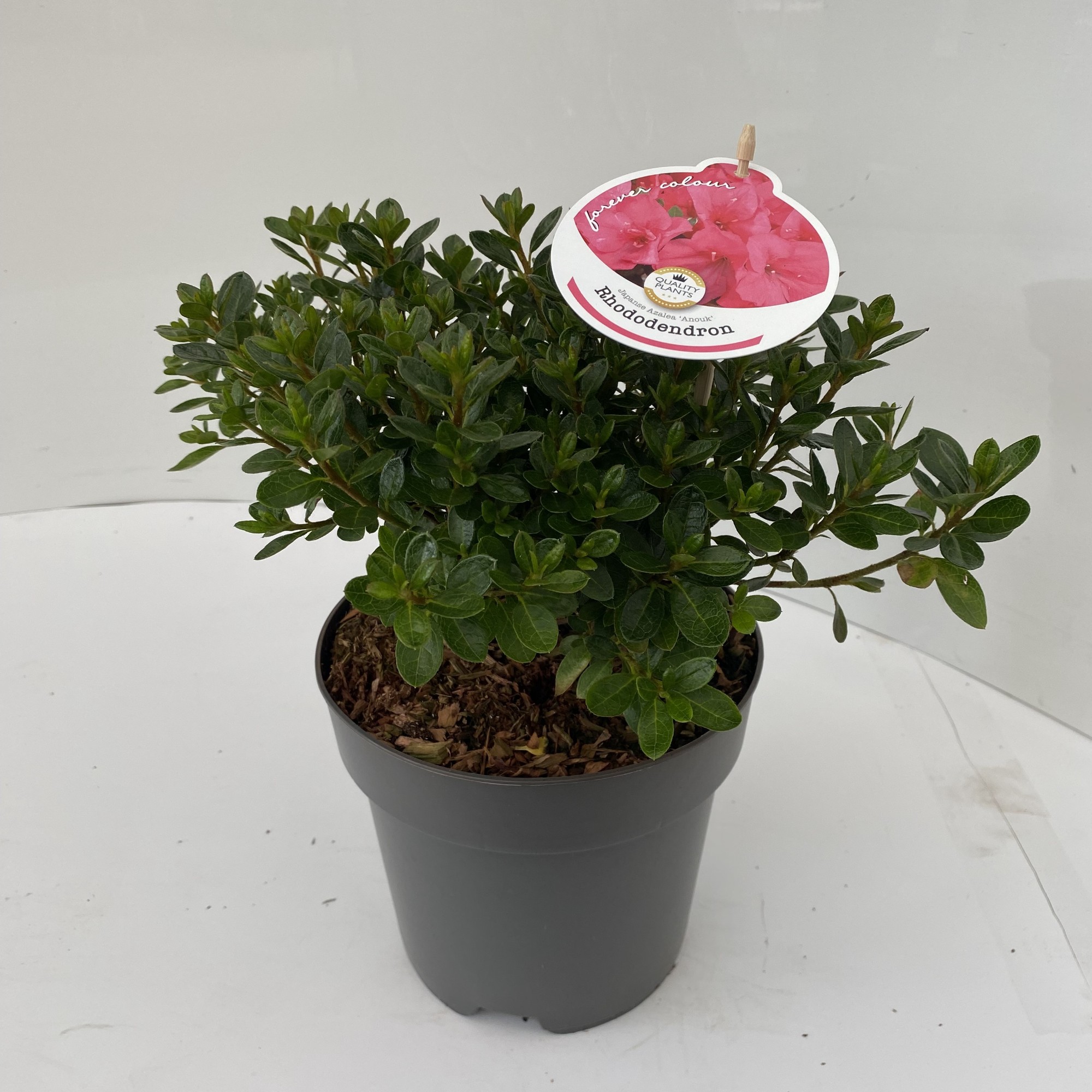 Picture of Rhododendron Anouk P17 (2 Ltr)