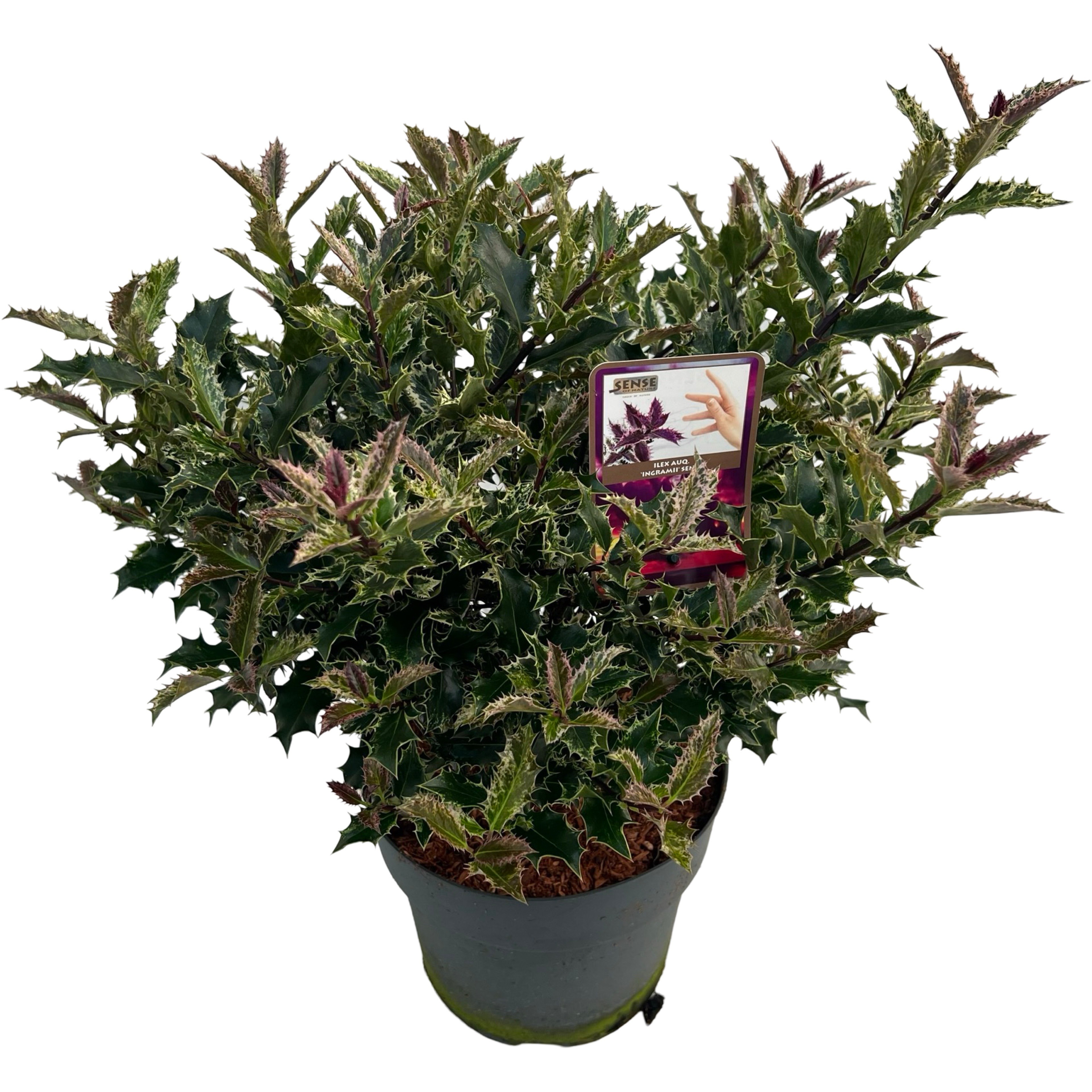 Picture of Ilex auq. Ingramii sense P23 (5 Ltr) 45cm