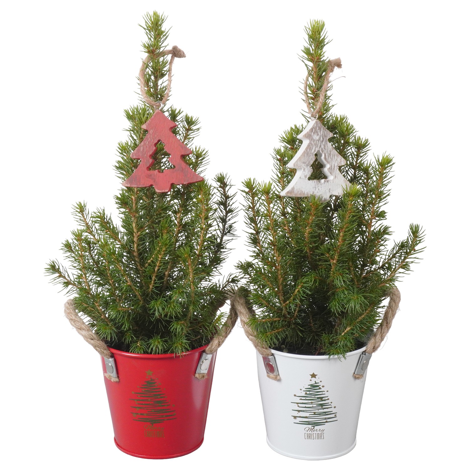 Picture of PTK24366 Picea Conica Perfecta in zinc pot decoration P9 30CM