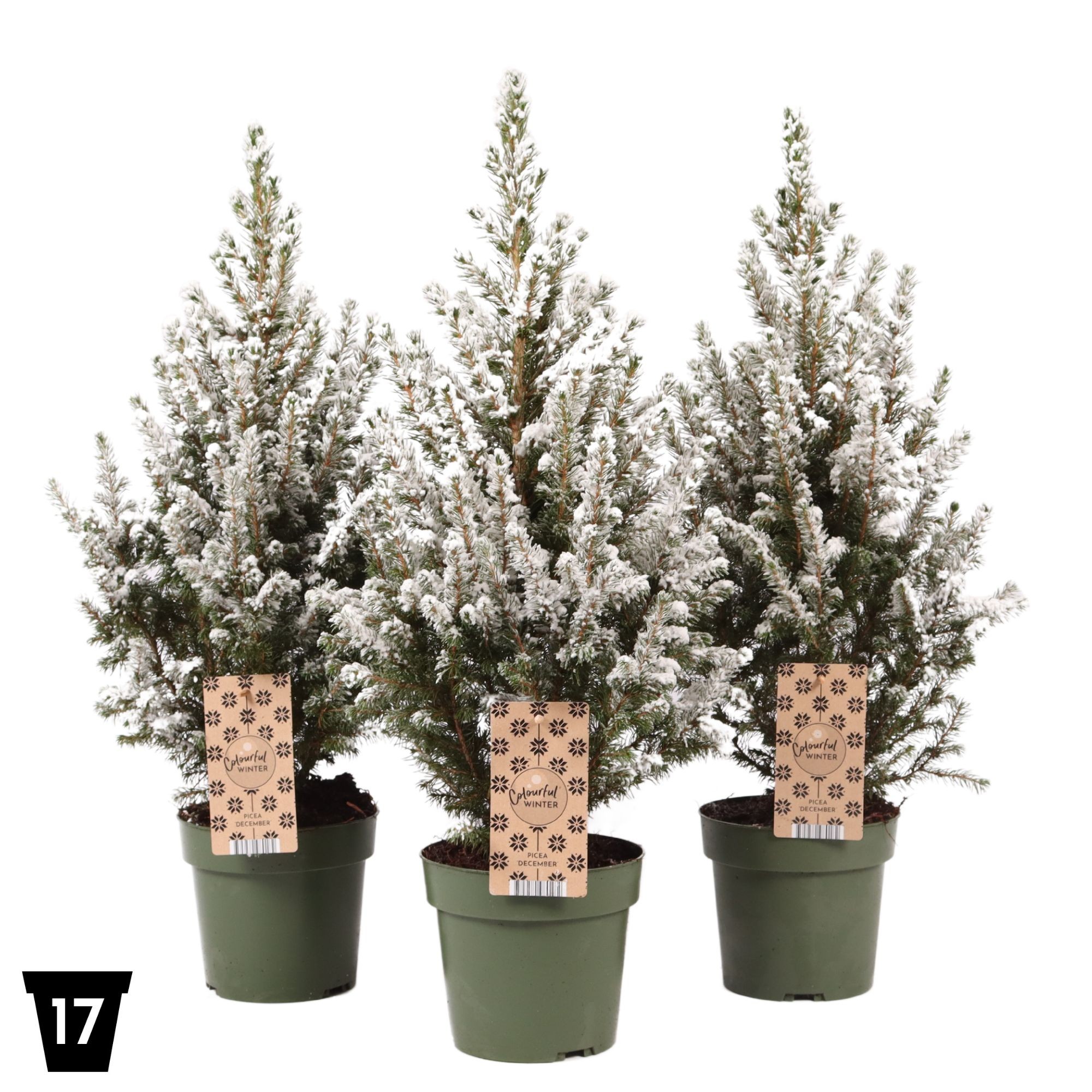 Picture of Picea glauca December (Snow) P17 (2 Ltr) (LOOSE)