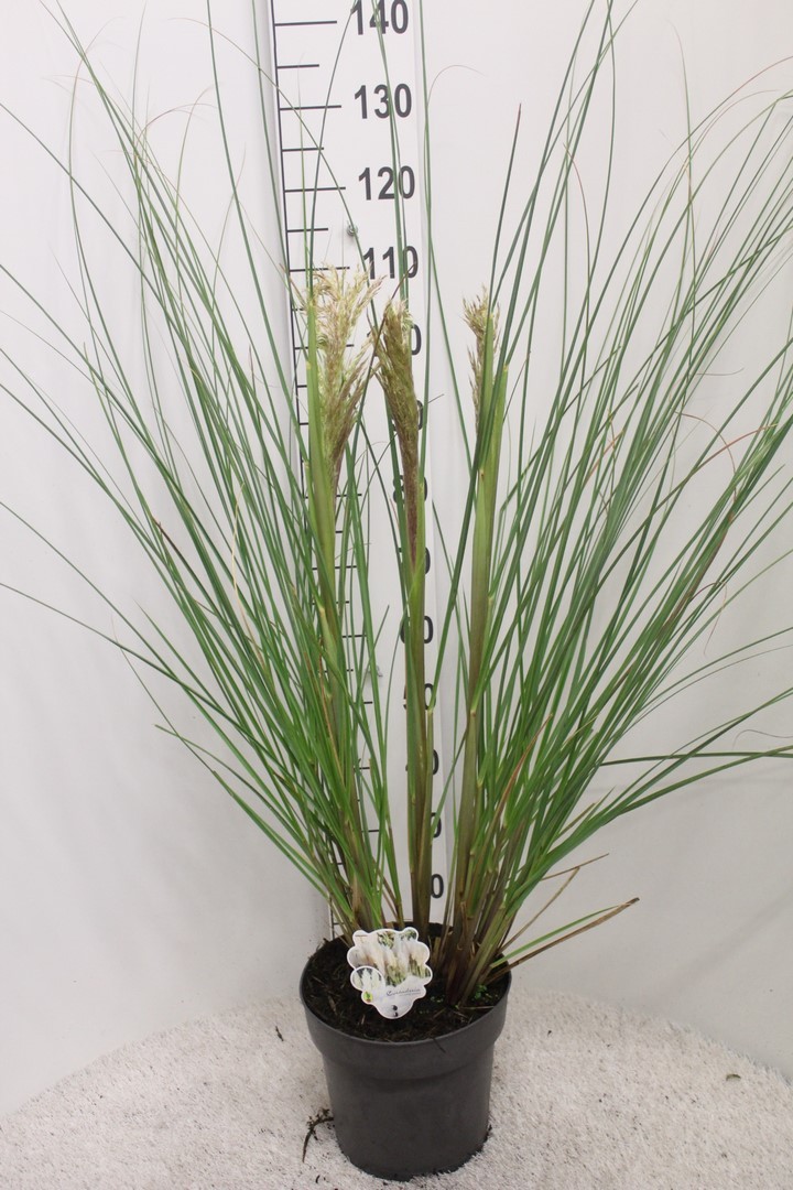 Picture of Cortaderia selloana Junior P29 (10 Ltr)