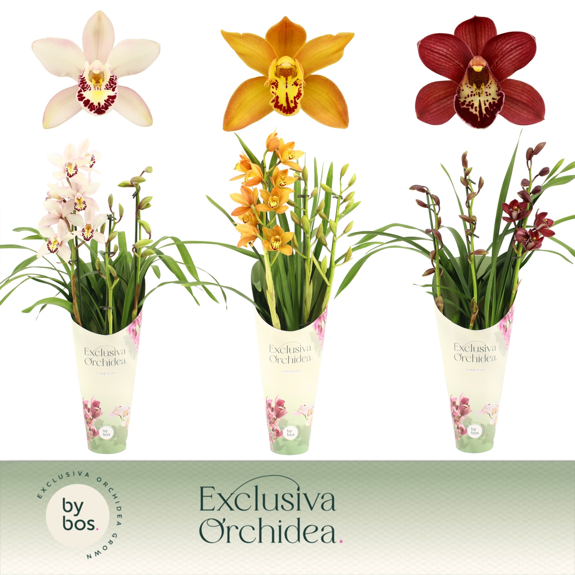 Picture of Cymbidium, Mix 3-Spikes Exclusiva Orchidea Potcover P12 60CM