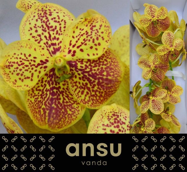 Vanda Su Banana Spot