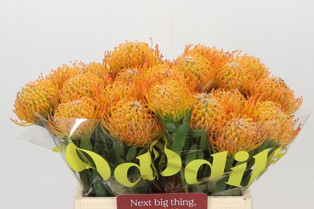 Leucospermum Ayoba Sun 40cm