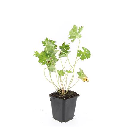 Picture of Geranium Rozanne P9