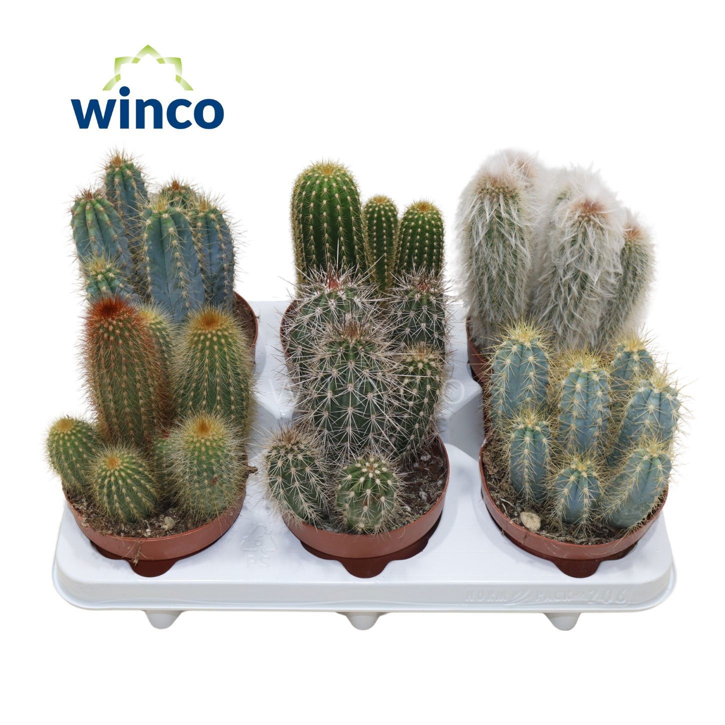 Cactus Gem 12P 25H