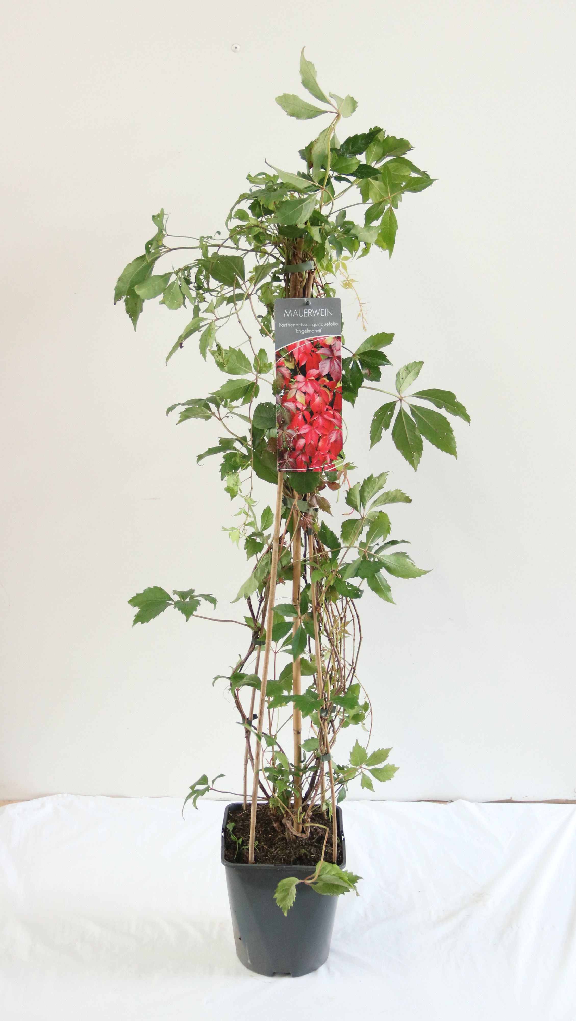 Parthenocissus quinquefolia engelmannii