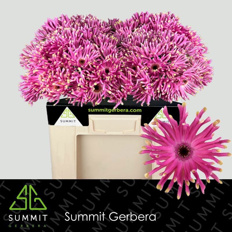 Gerbera Pasta Vittoria 50cm 10Ø