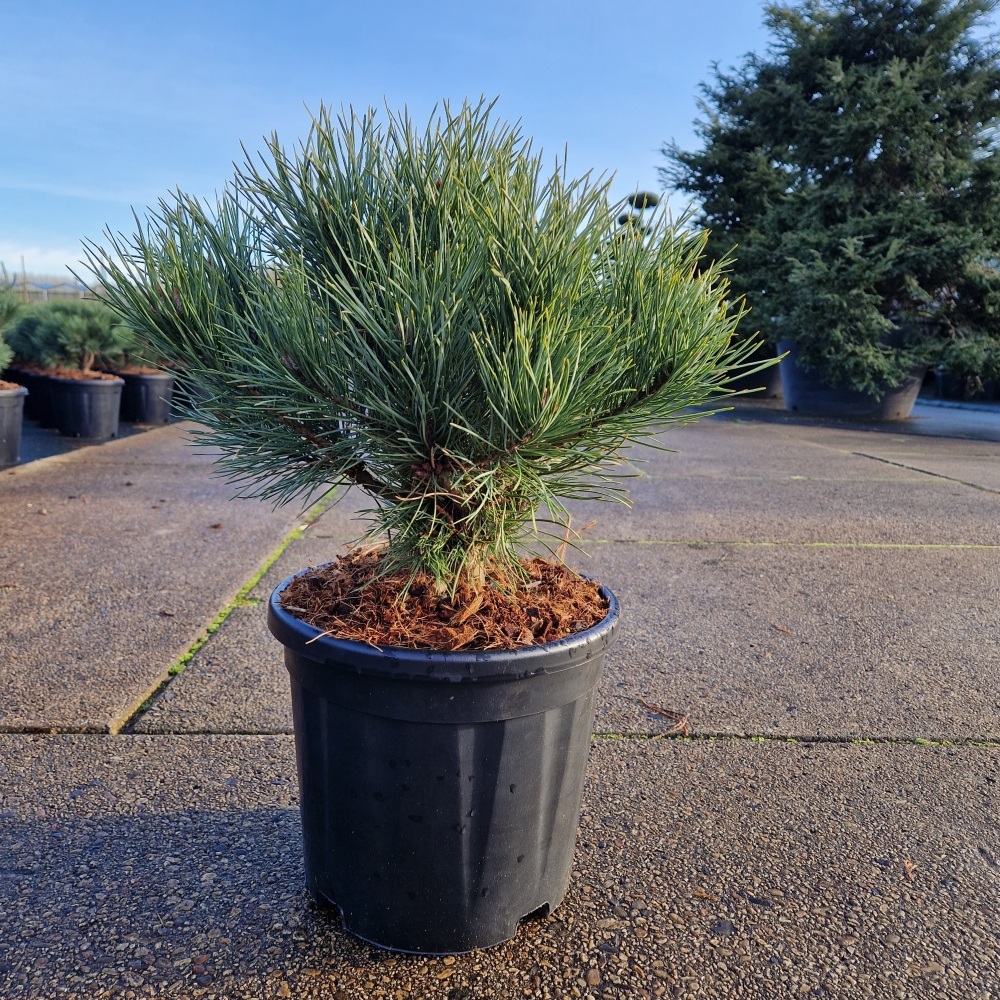 Picture of Pinus sylvestris Watereri C11 25/30 (LOOSE)