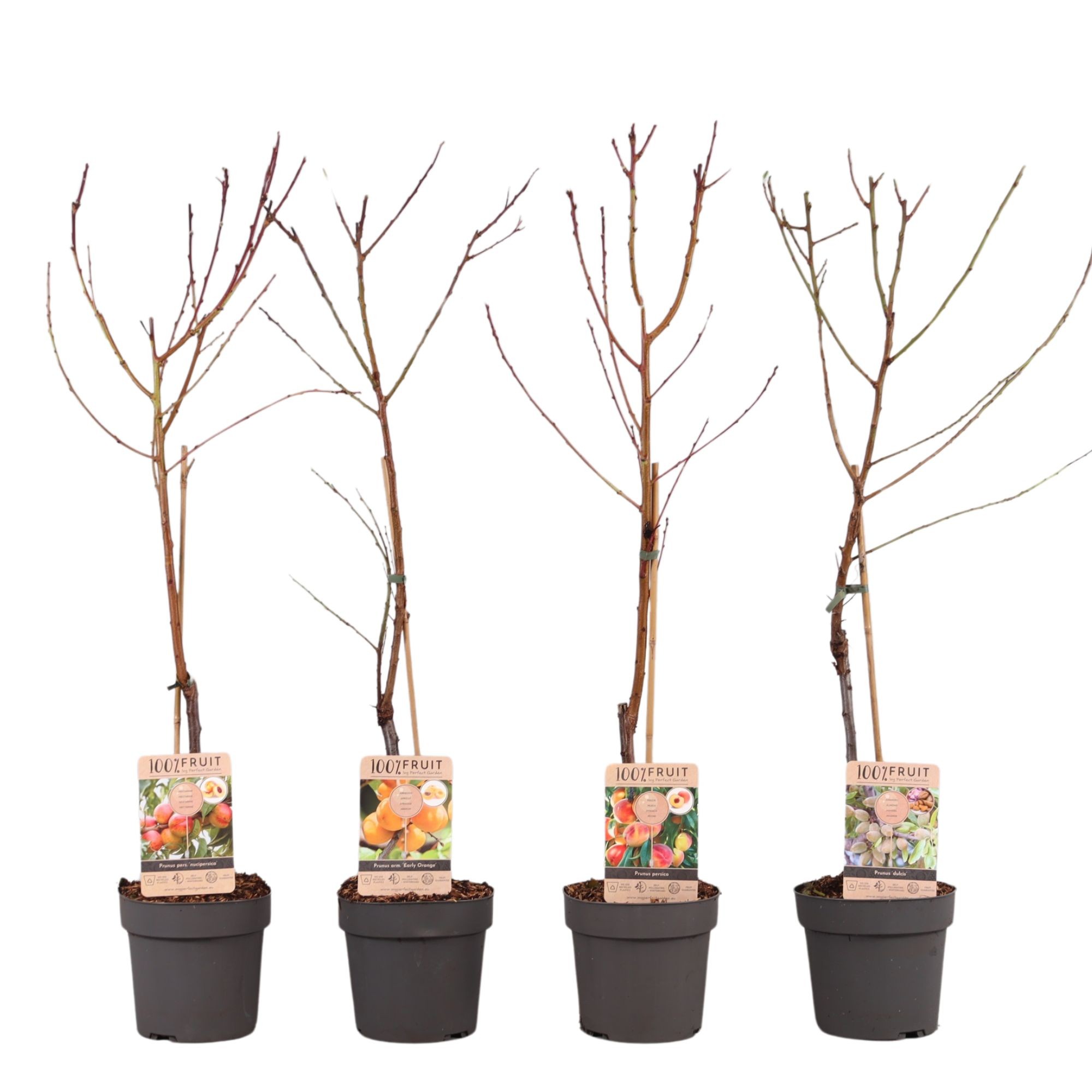 Picture of Prunus in varieties (abricot) P21 (4 Ltr) (LOOSE)