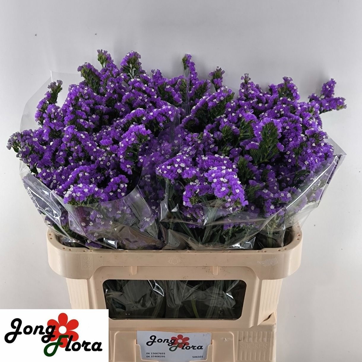Limonium St Crystal Dark Blue 70cm 30gram