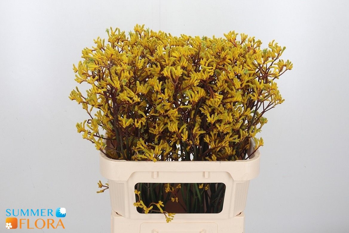 Anigozanthos Yellow Gem 80cm