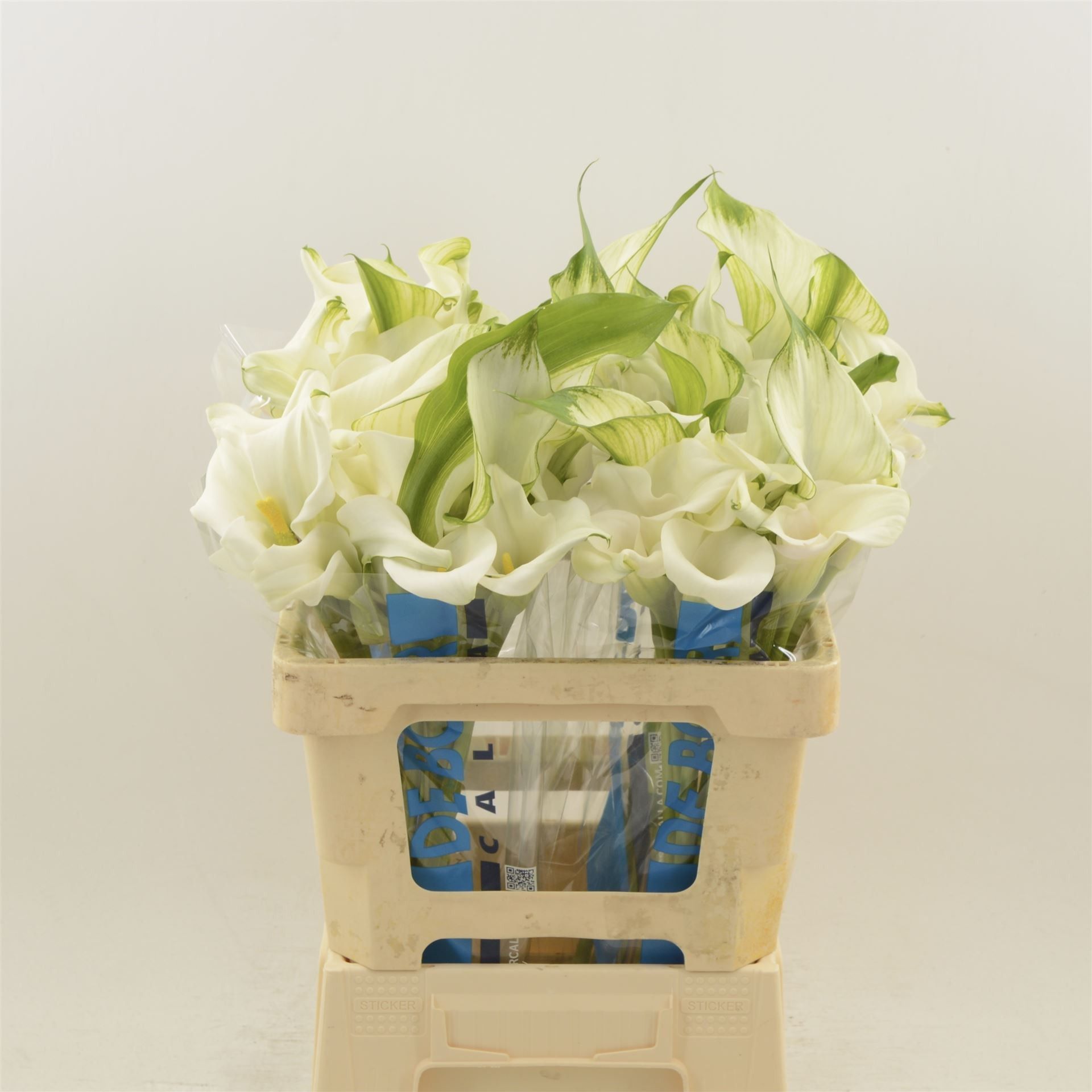 Calla Capt Ventura 50cm