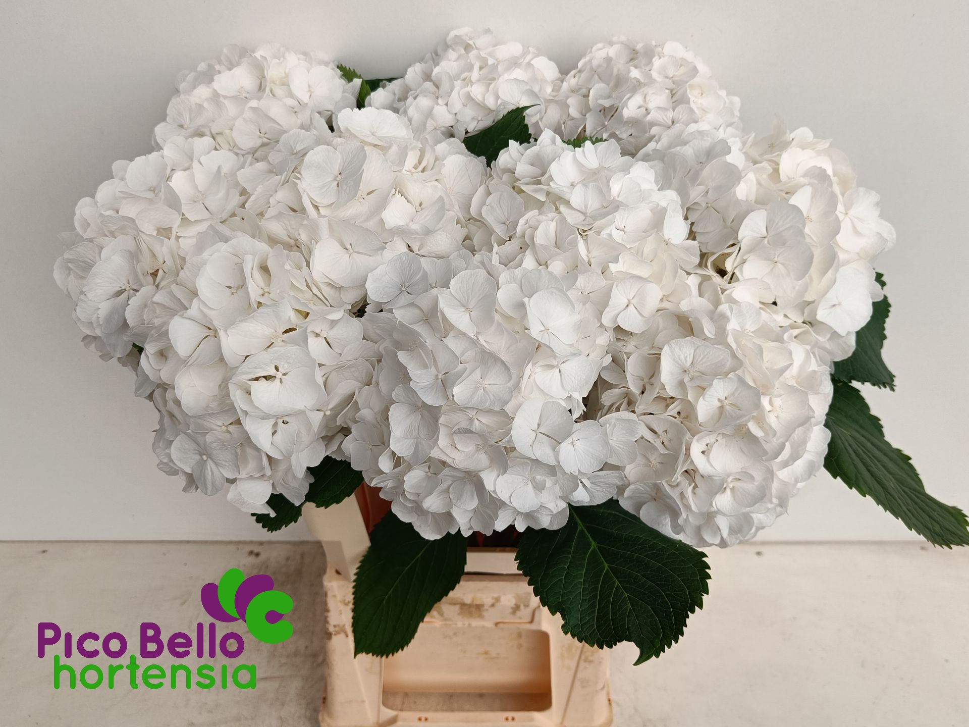 Hydrangea White Verena 60cm 17Ø