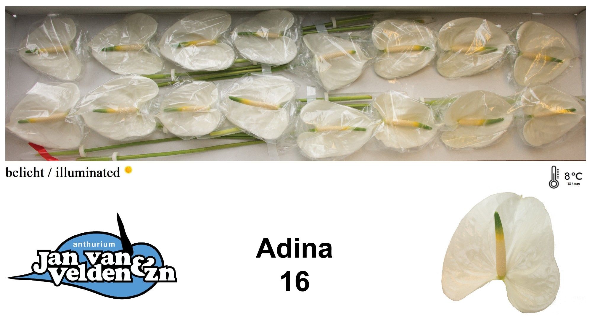 Anth A Adina